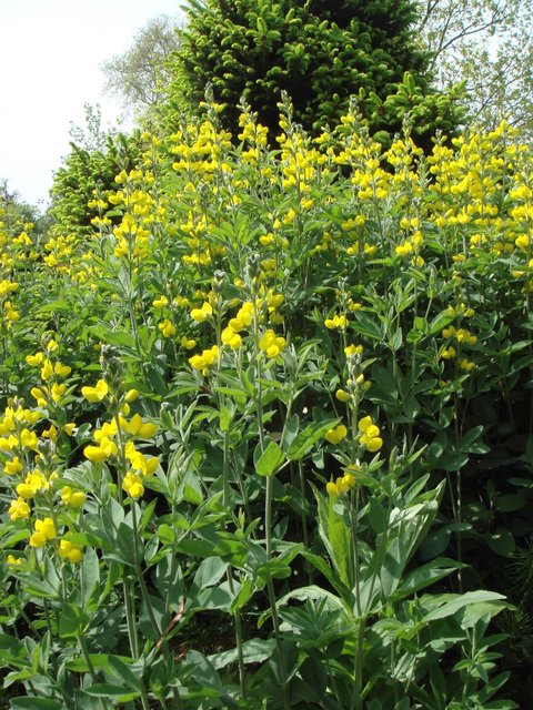 Thermopsis lanceolata